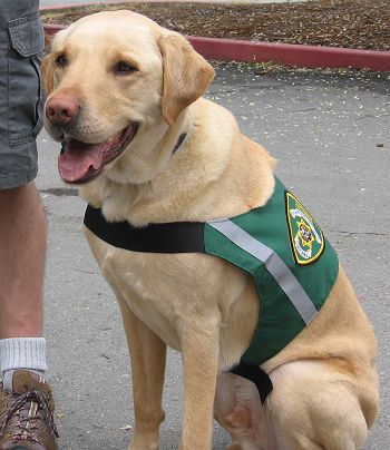 a Companion Dog in uniform