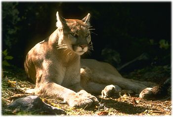 Mountain lion (cougar)