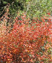 red poison oak shrub in the fall