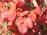 red poison oak leaflets in the fall and late summer