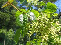 green poison oak leaflets with flowers in the spring