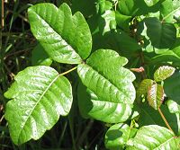 green poison oak leaflets in the spring